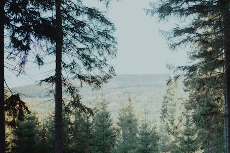 Firma na wesele: Fox Photography