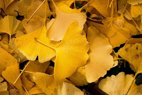 Firma na wesele: Iris Trio