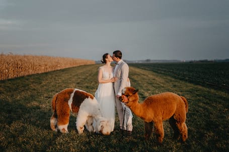 Firma na wesele: WEDDMEDIA video solutions