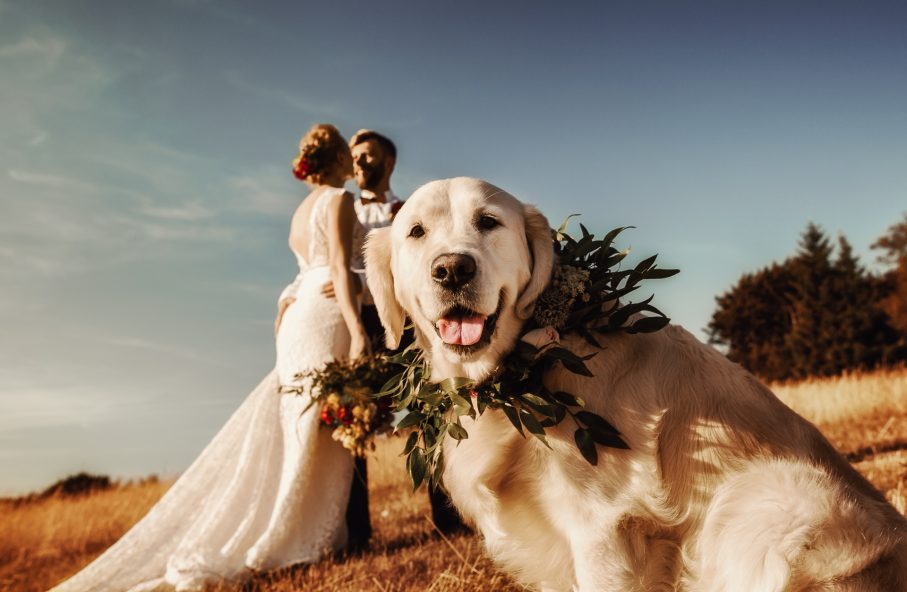 Ceremonia w pałacu i z naturą w tle, czyli ślub cywilny Karoliny i Michała oraz sesja… rowerowa z psami!